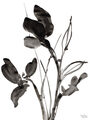 Image Not Available